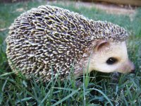 Hedgehog Medium
